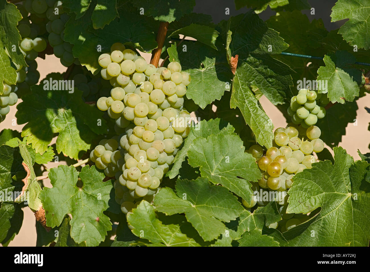white grapes Stock Photo