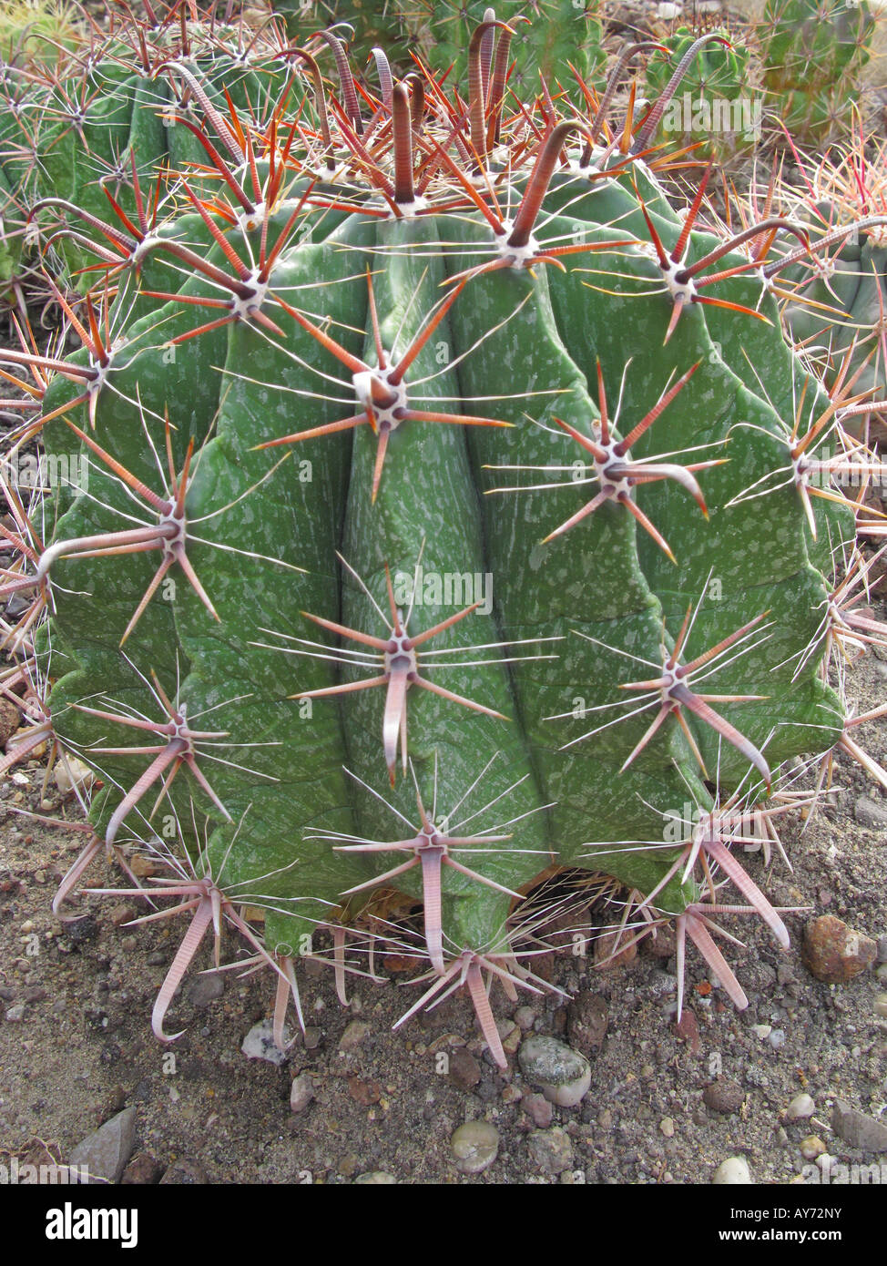 Cactus Ferocactus herrerae close up Stock Photo