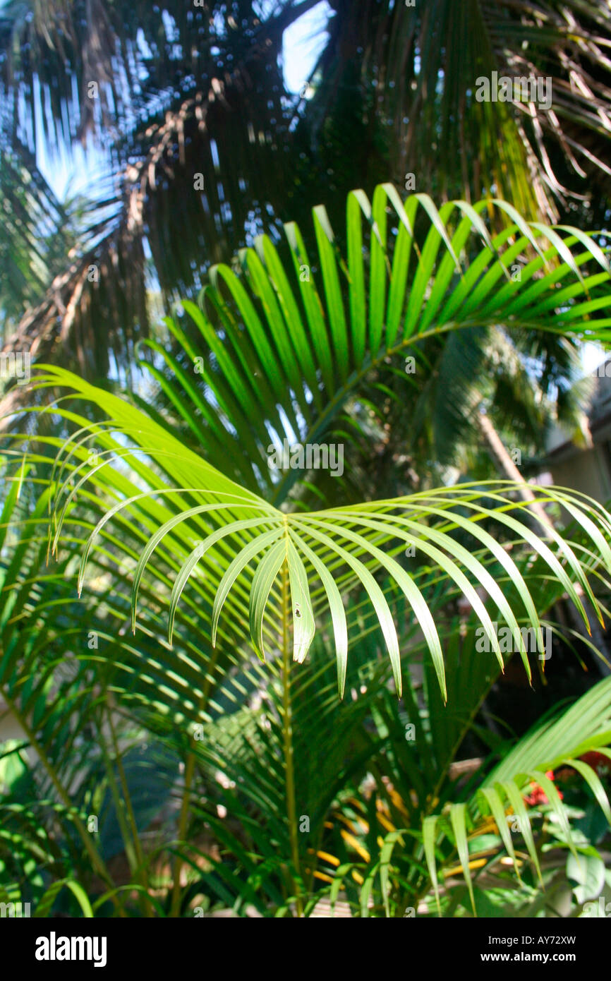 Fronds or leaves of cycads palms in a lush tropical setting Stock Photo