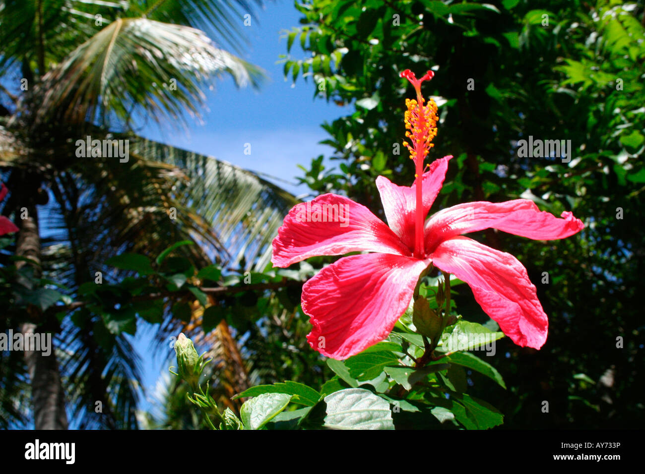 Red hibiscus or shoe-flower - a typical iconic tropical flower - trying to catch sunlight on bright sunny summer day Stock Photo