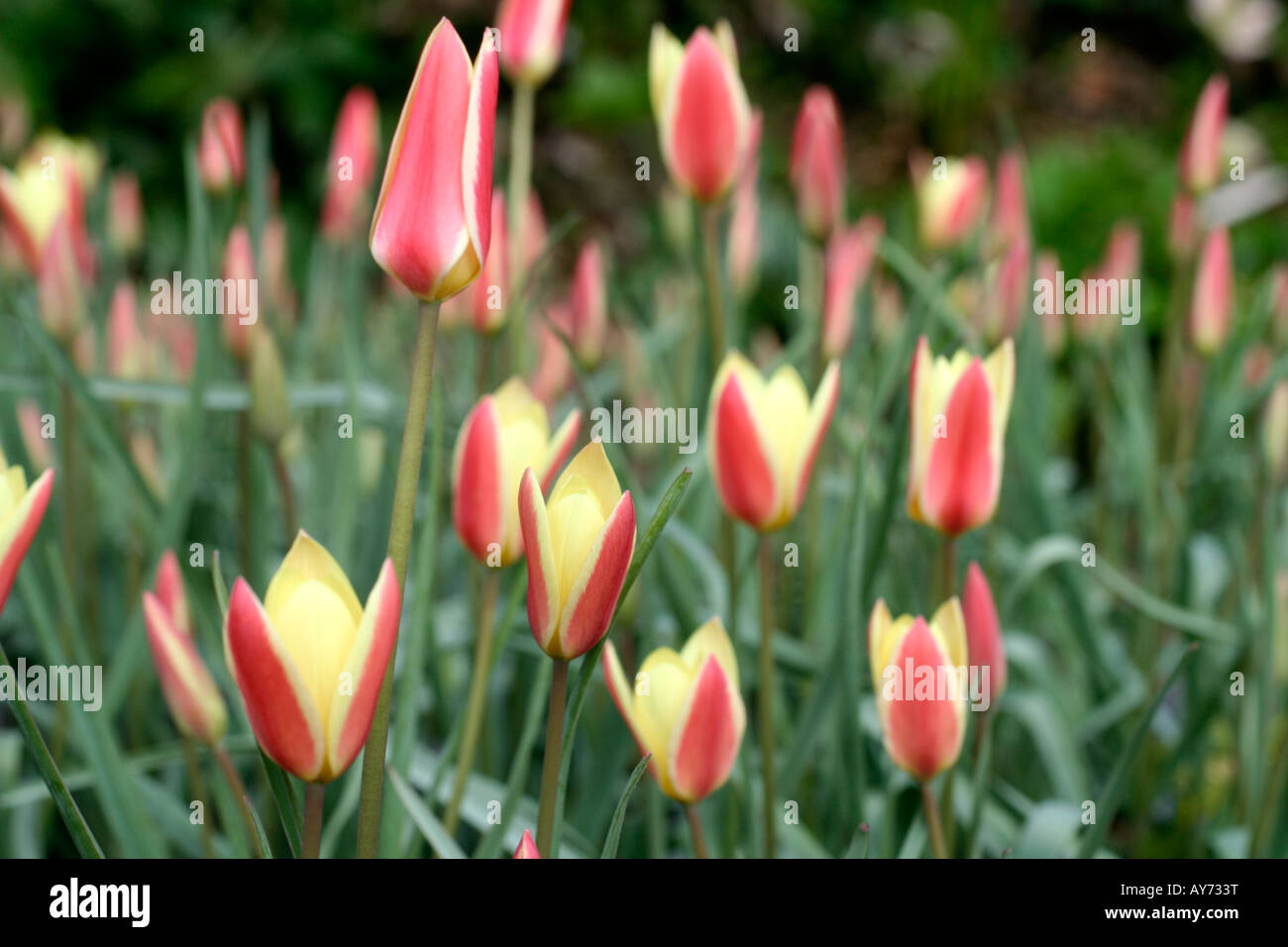 Tulip tinka hires stock photography and images Alamy