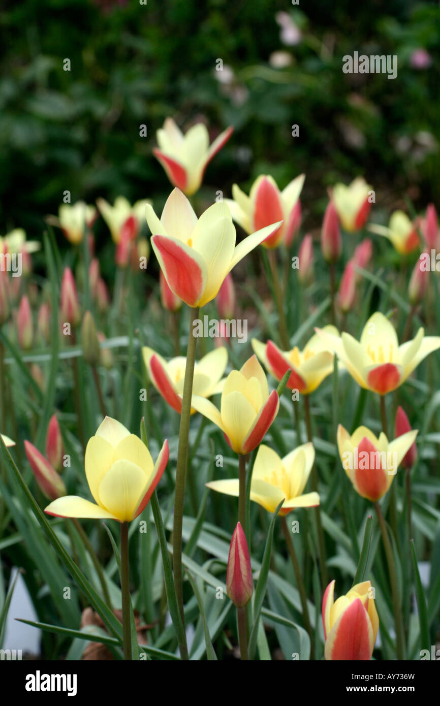 Tinka tulip hires stock photography and images Alamy