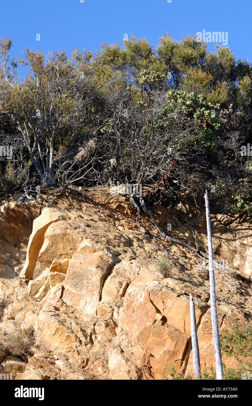 Los Padres National Forest Stock Photo Alamy