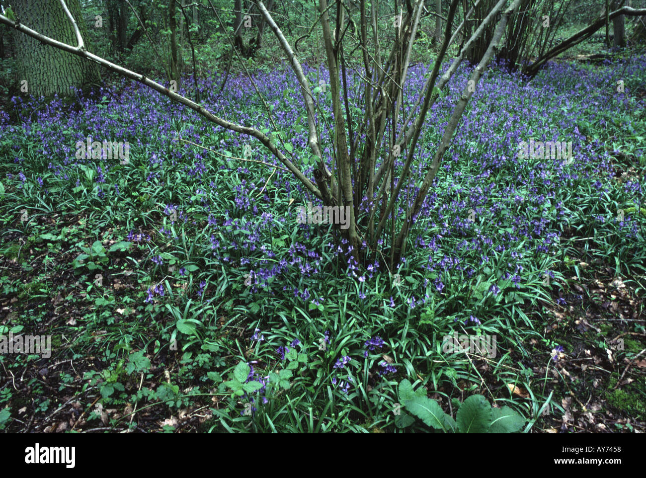 Bluebells Hyacinthoides non scripta on forest floor and coppiced tree Hayley Wood Cambridgeshire England Stock Photo