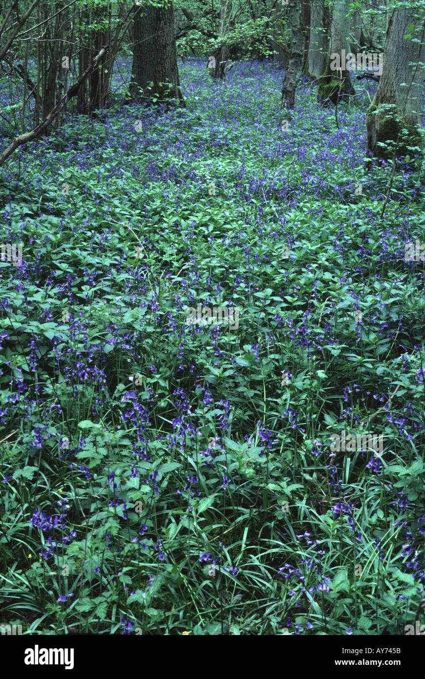 Bluebells Hyacinthoides non scripta carpet forest floor Hayley Wood Cambridgeshire England Stock Photo