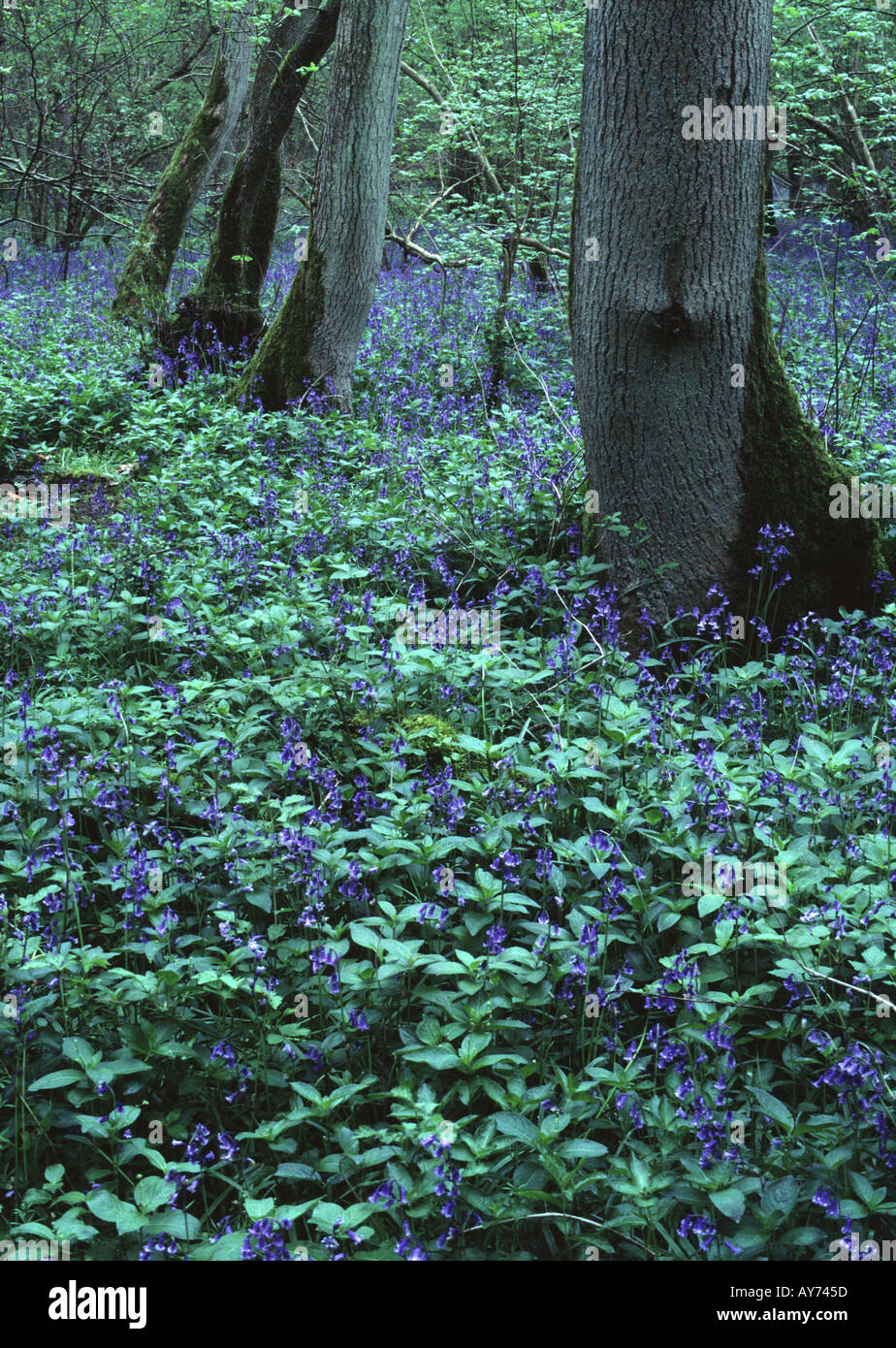 Bluebells Hyacinthoides non scripta carpet forest floor Hayley Wood Cambridgeshire England Stock Photo