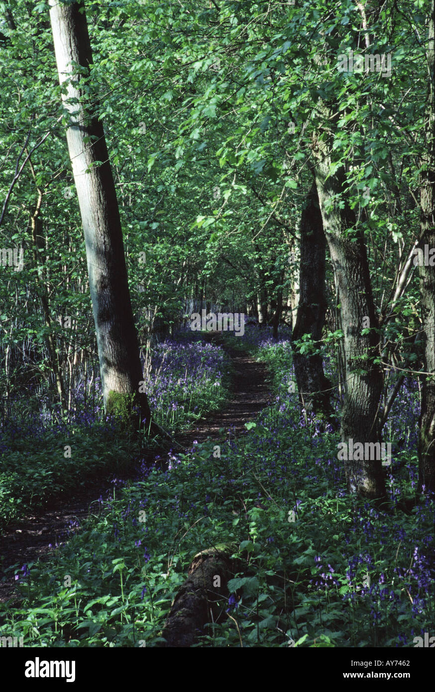 Bluebells Hyacinthoides non scripta and trail in forest Hayley Wood Cambridgeshire England Stock Photo