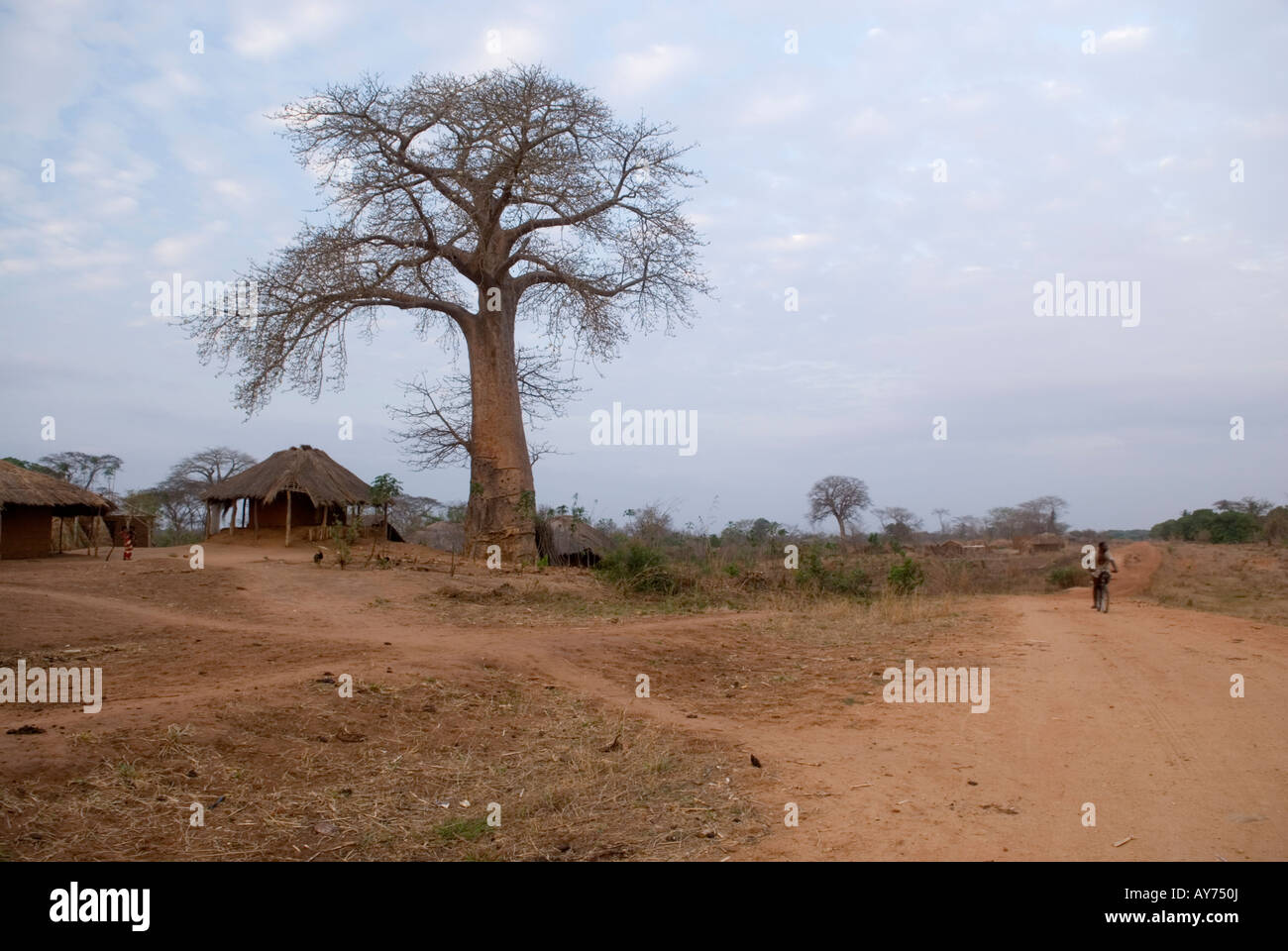 Isolated baobab tree near a village along a dirt road in Northern Mozambique. Stock Photo
