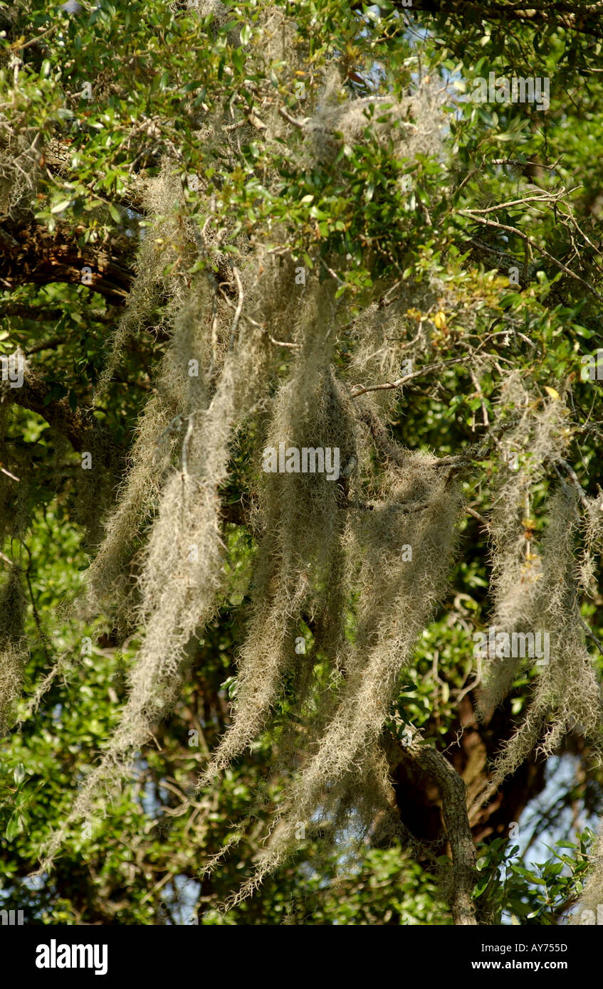 Spanish moss growing on Oak trees in the lowcountry of South Carolina