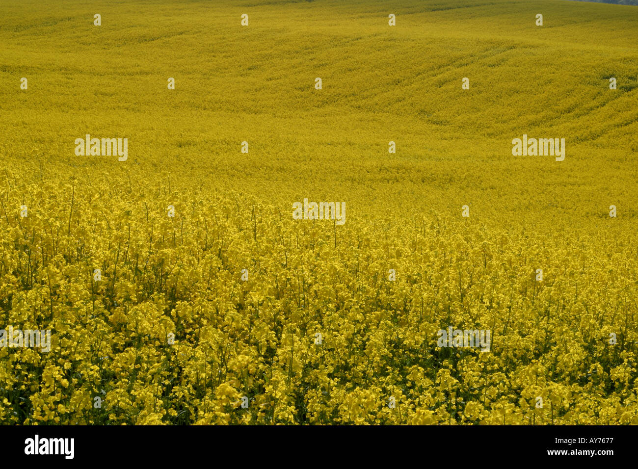 FIELD OF OIL SEED RAPE SOMERSET ENGLAND Stock Photo - Alamy