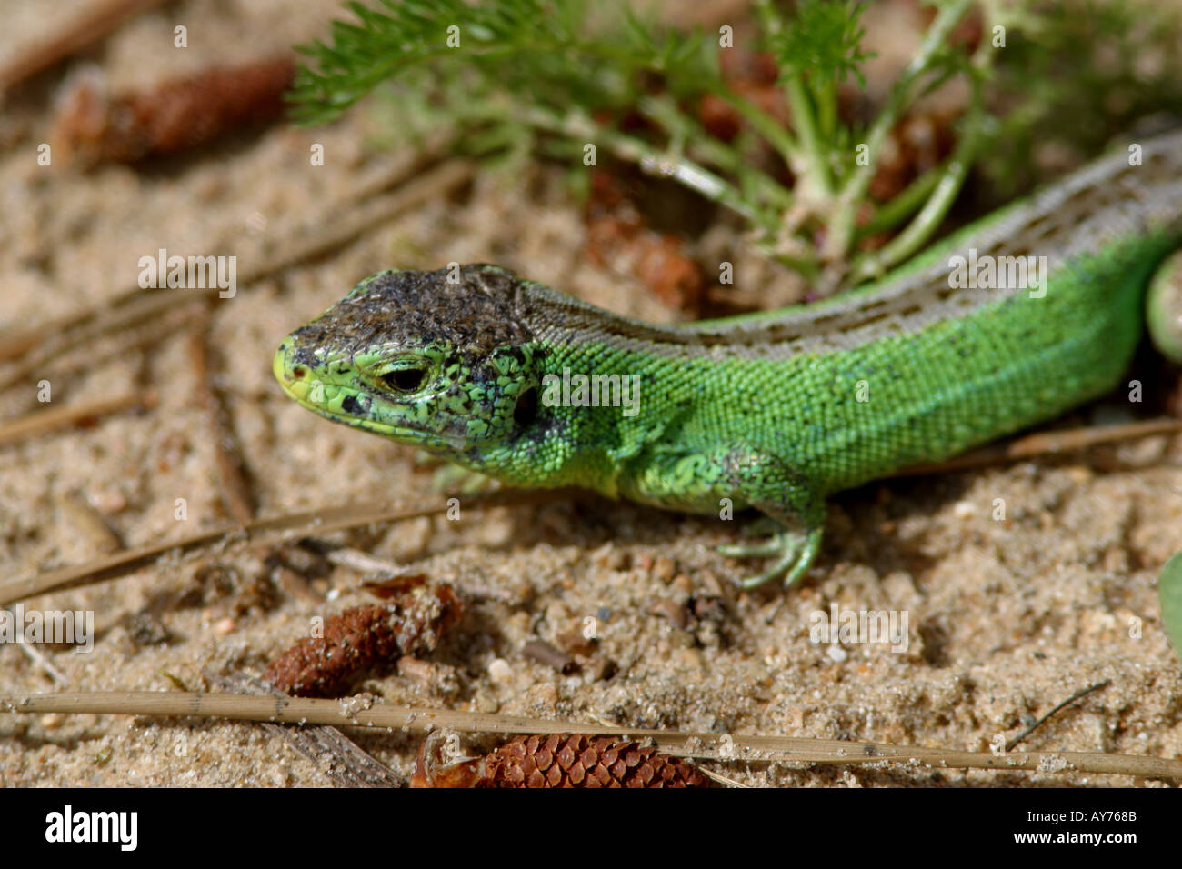 Rae british lizard hi-res stock photography and images - Alamy