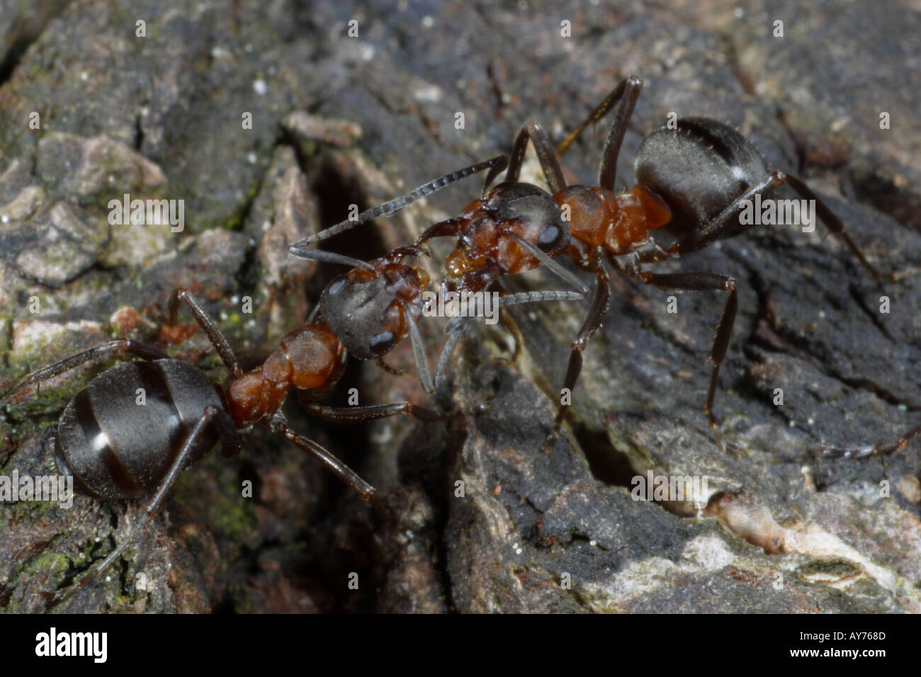 WOOD ANTS formica rufa, UK Stock Photo Alamy