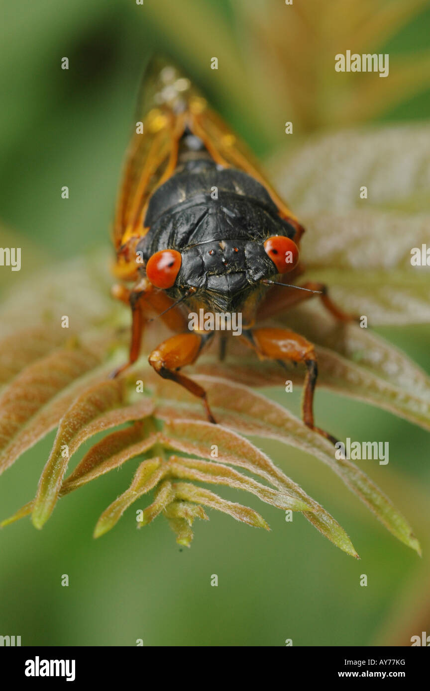 periodical cicada 17 year locust Stock Photo Alamy