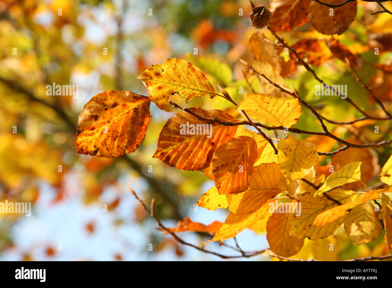 Golden Autumn Leaves Stock Photo - Alamy