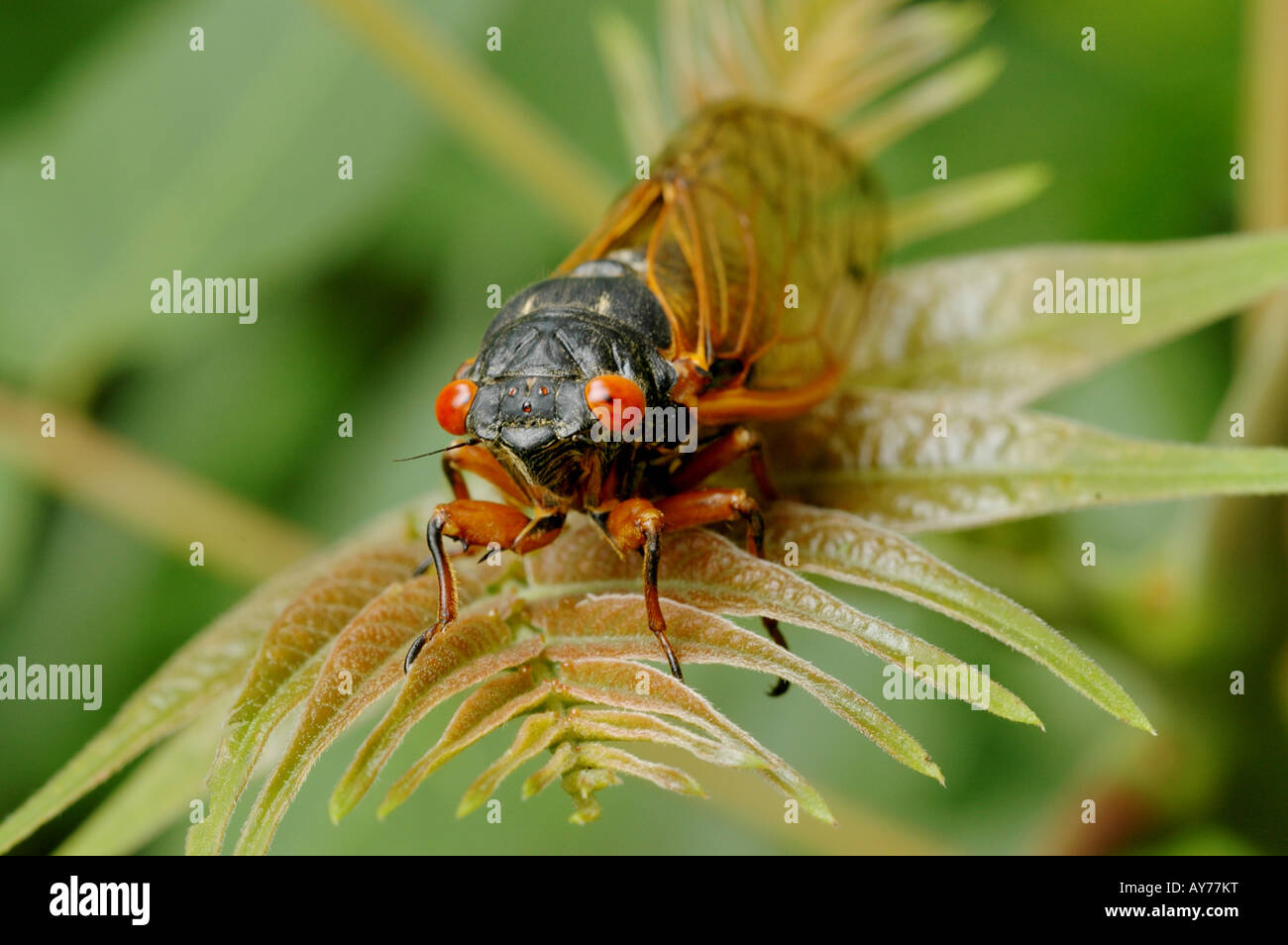 periodical cicada 17 year locust branch leaf insect pest Stock Photo