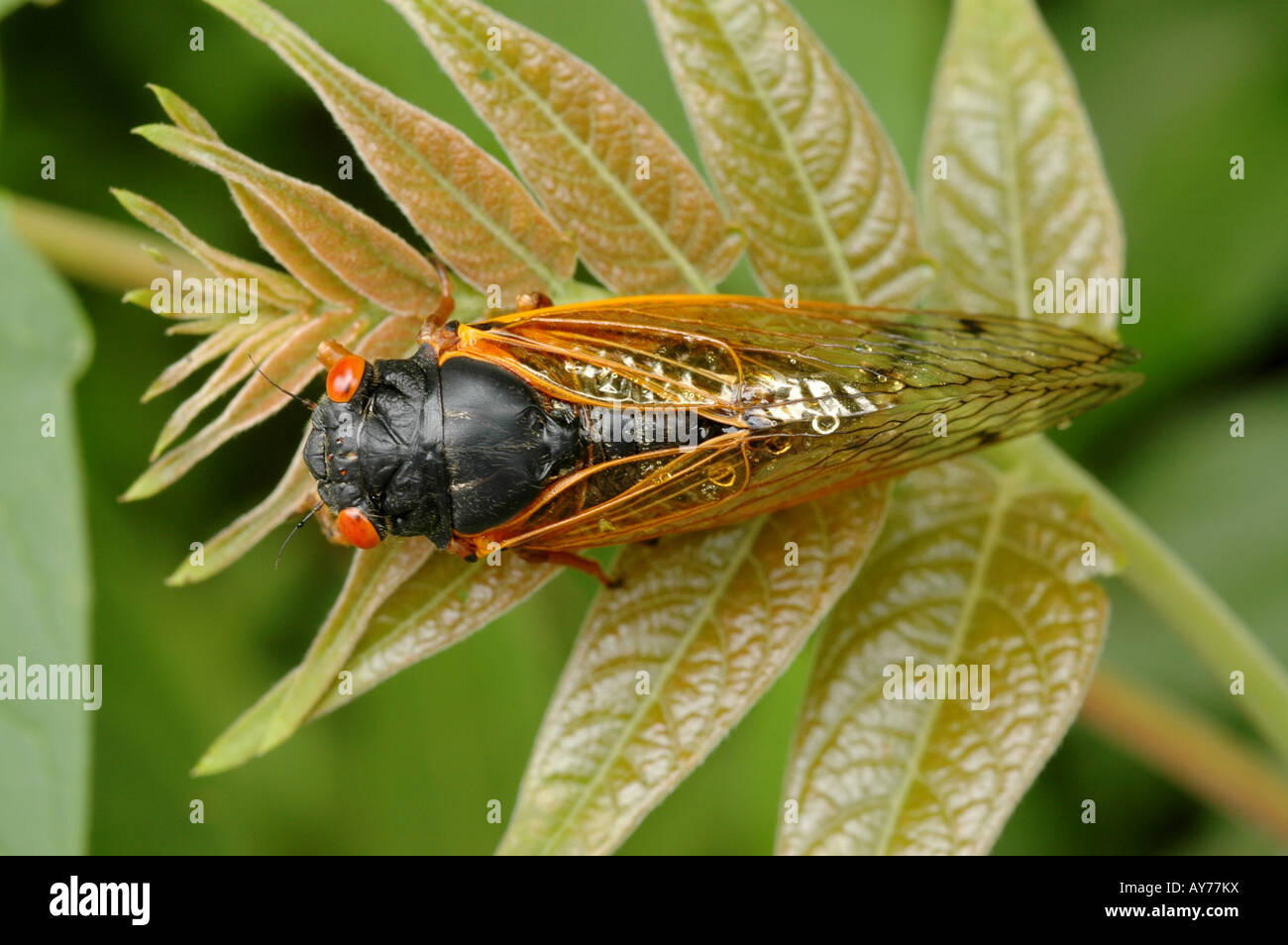 periodical cicada 17 year locust branch leaf insect pest Stock Photo