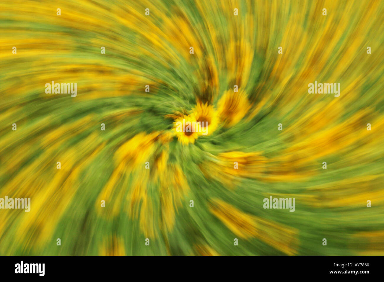Zoomed sunflower hires stock photography and images Alamy