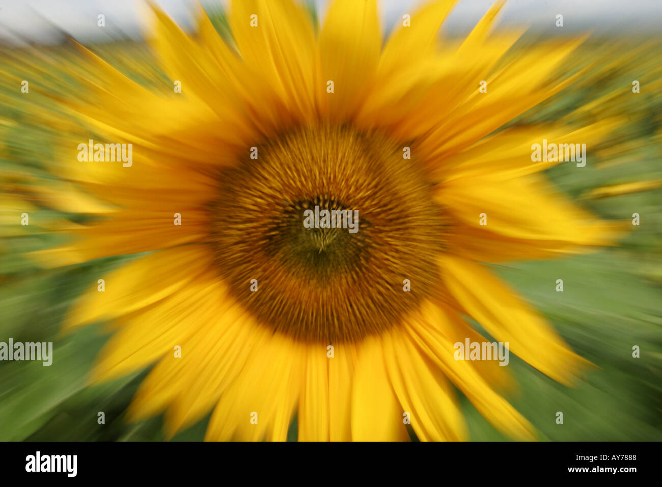 Zoomed sunflower hires stock photography and images Alamy