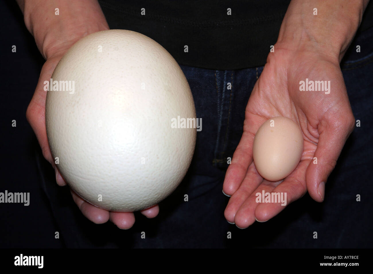 Comparison of Size Ostrich Egg and Hen Egg Stock Photo