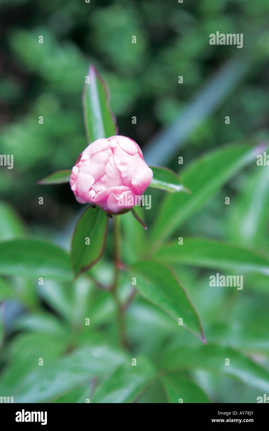 Cryptostegia grandiflora hi-res stock photography and images - Alamy