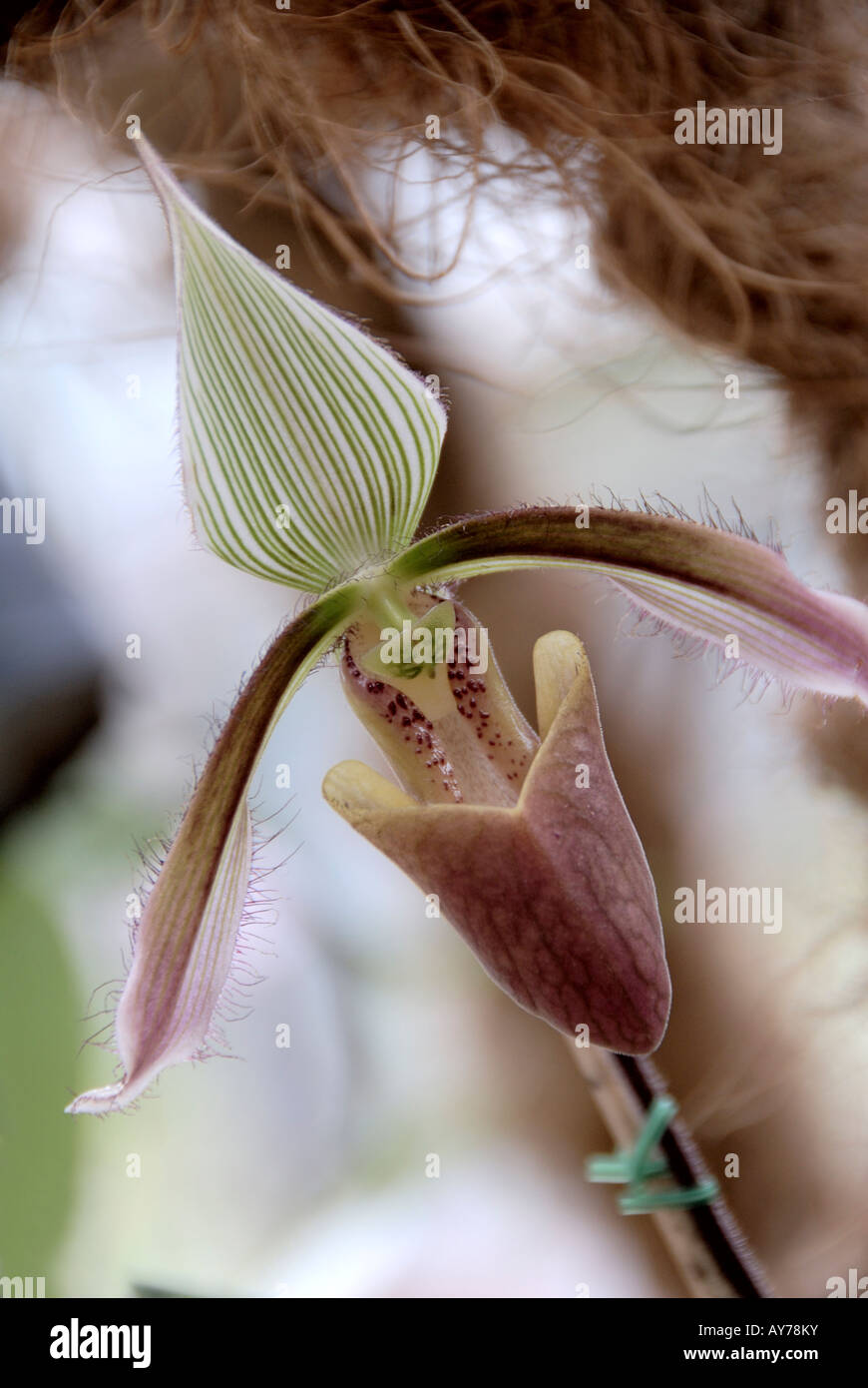 Flowering white and pink spots Paphiopedilum Stock Photo