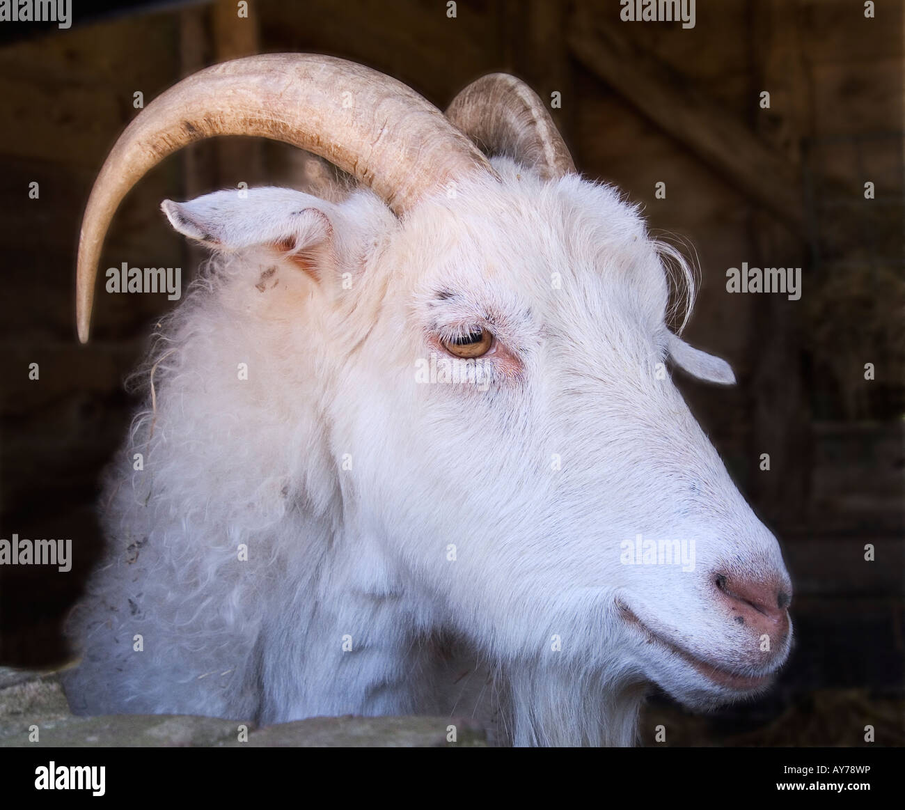 Cashmere goat capra hircus hi-res stock photography and images - Alamy