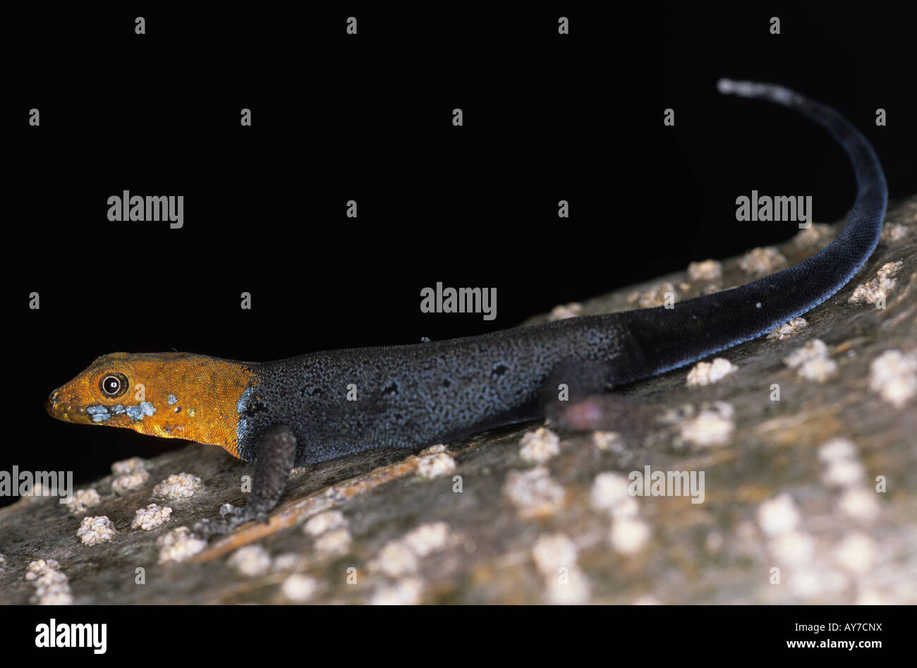 Yellow headed gecko Gonatodes albogularis Nicaragua Stock Photo
