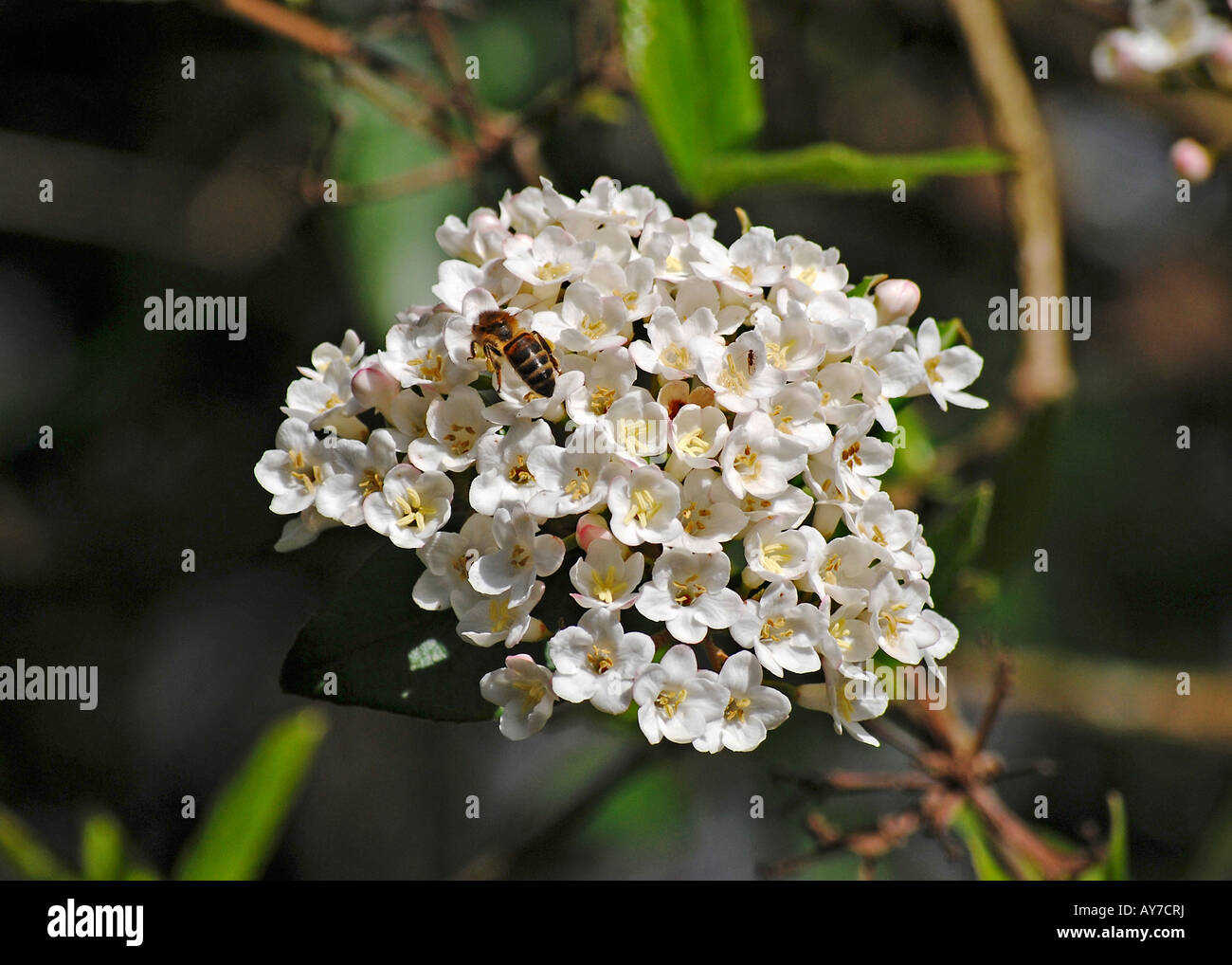 Viburnum x carlcephalum with honey bee Stock Photo