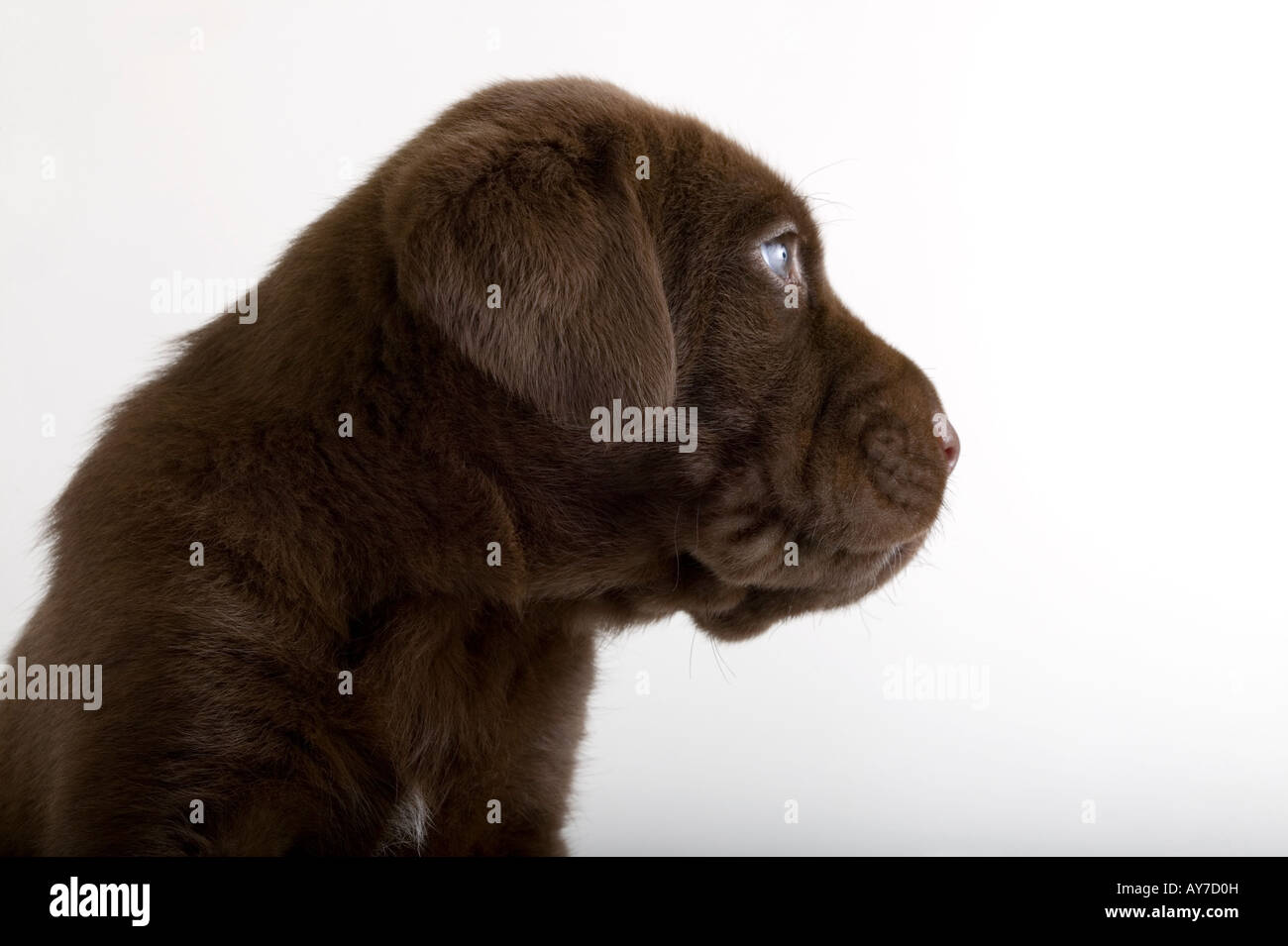 Chocolate Lab Shar Pei Mixed Breed Puppy In Studio White Background Stock Photo Alamy