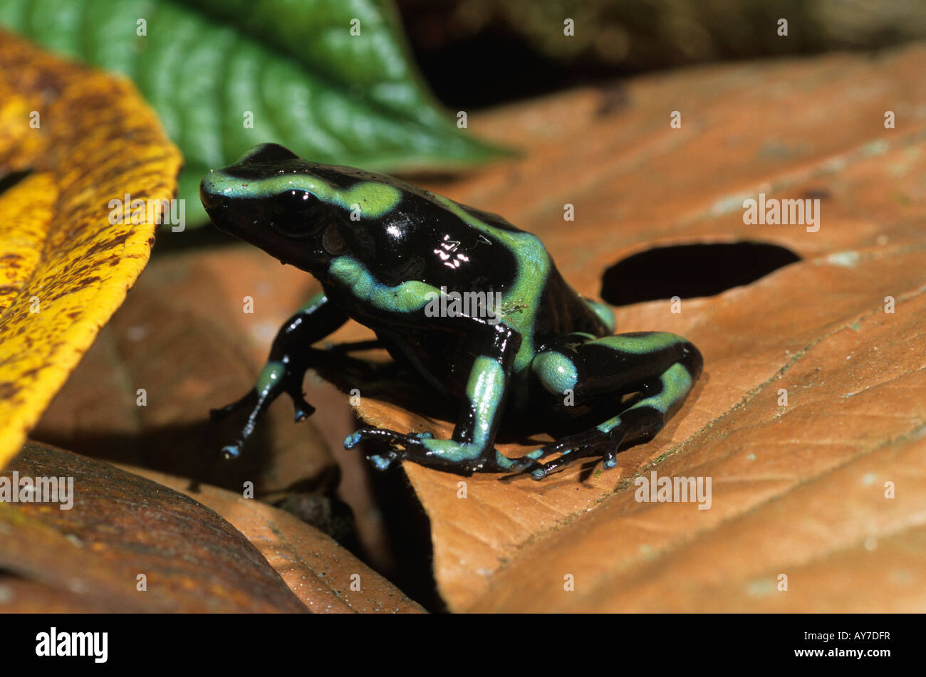 Orange and black poison dart frog hi-res stock photography and images -  Alamy