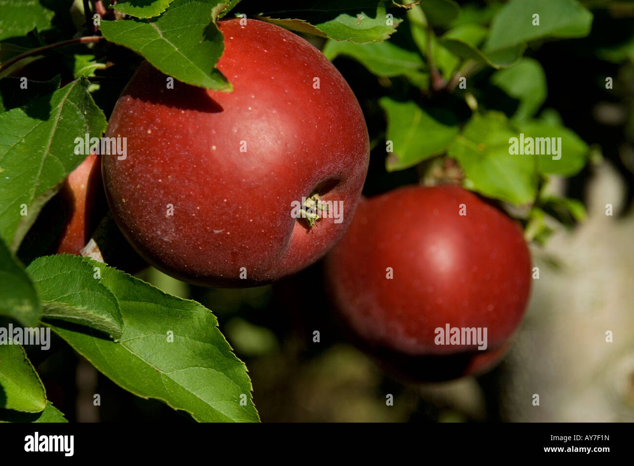 Close up of a big red apple still hanging on the tree Stock Photo - Alamy