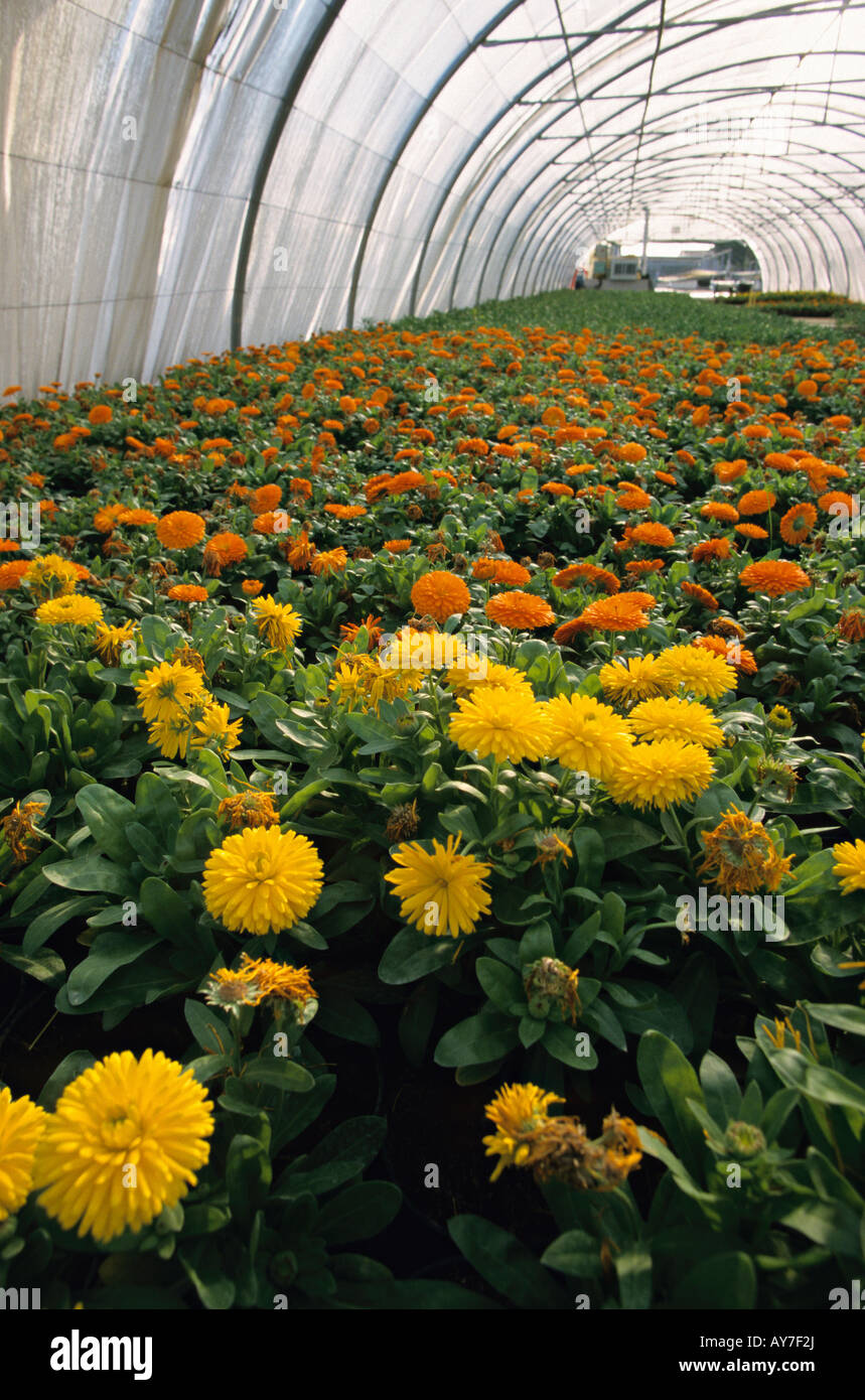 Marigold Calendula officinalis in a greenhouse Stock Photo