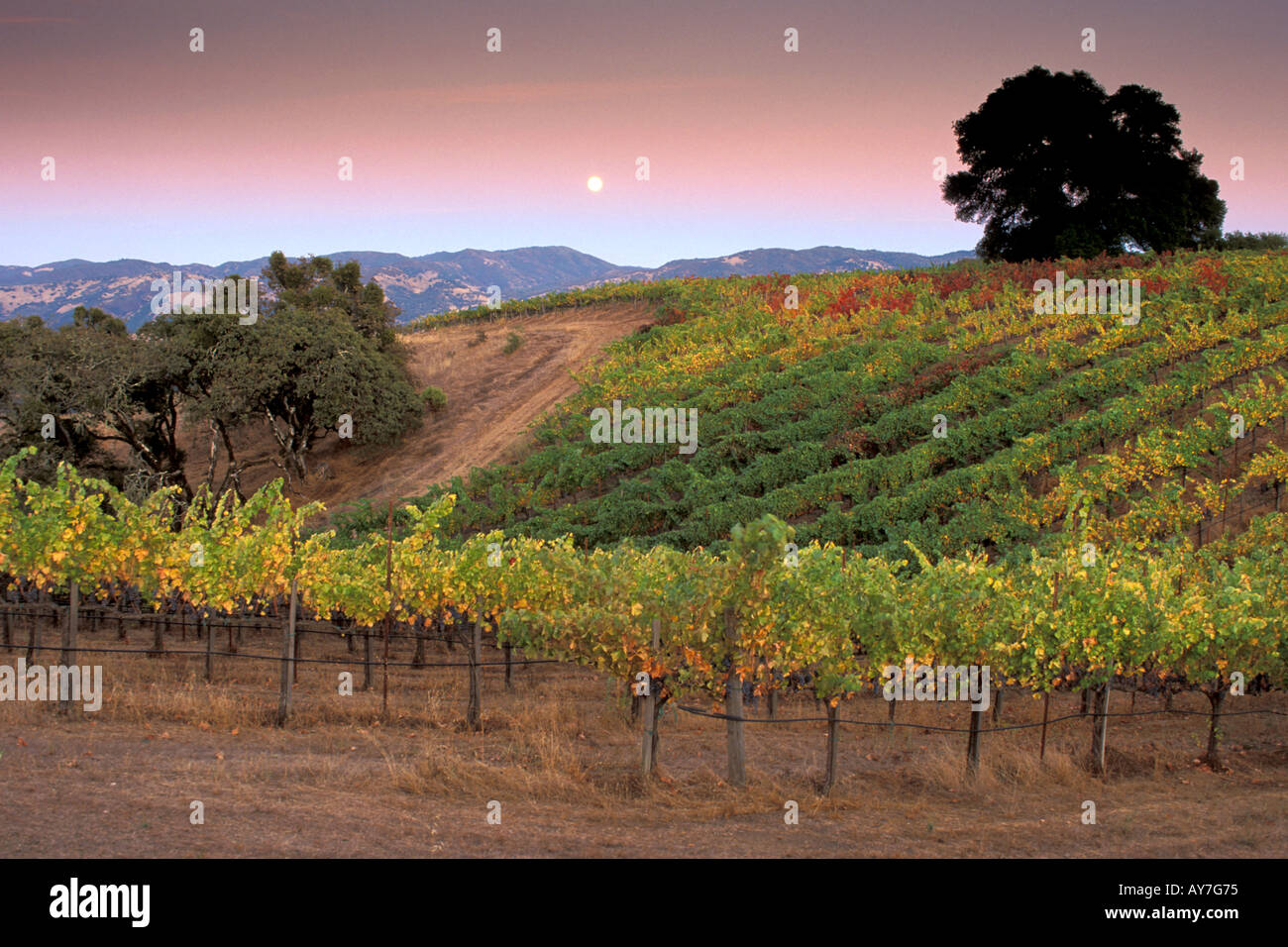 mountain vineyard in Northern California that produces organic wine in