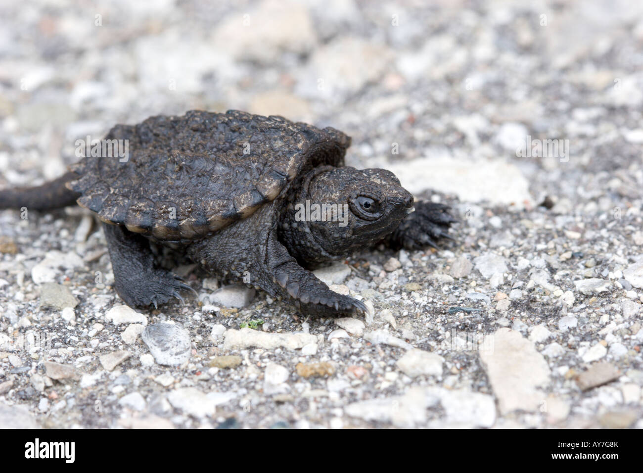 baby snapping turtle Stock Photo