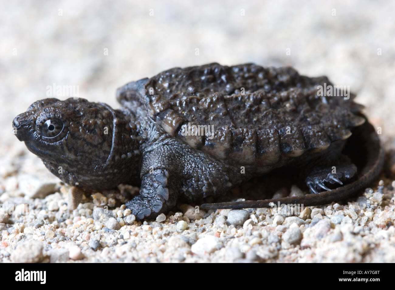 baby snapping turtle Stock Photo