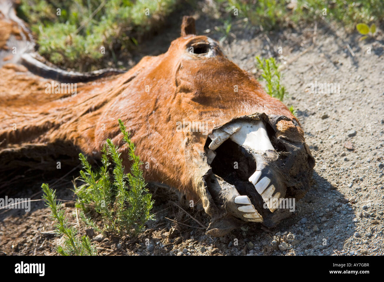 Dead horse Stock Photo