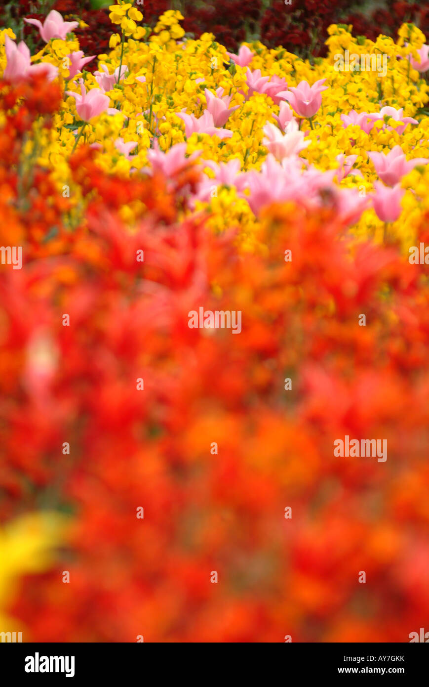 Regent's park summer flowers hi-res stock photography and images - Alamy
