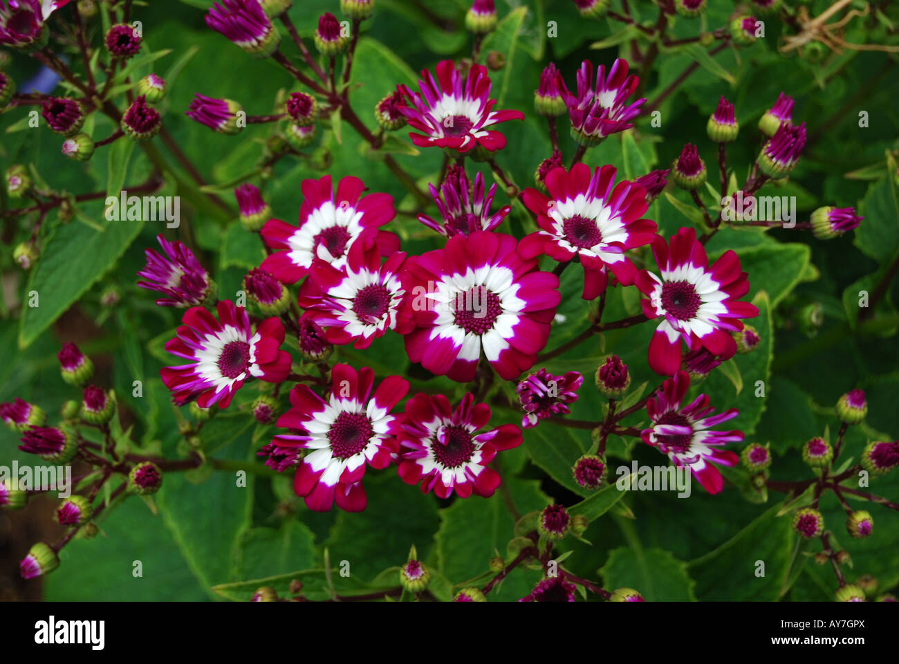 Mix two colors hi-res stock photography and images - Alamy
