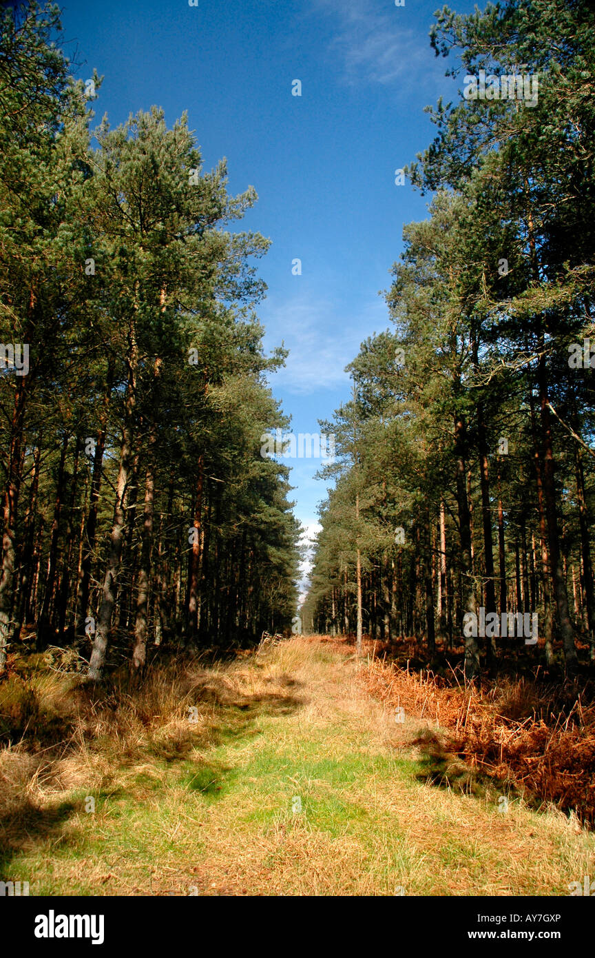 Foresty Track A forestry track through a forest of Scots pines Stock Photo - Alamy