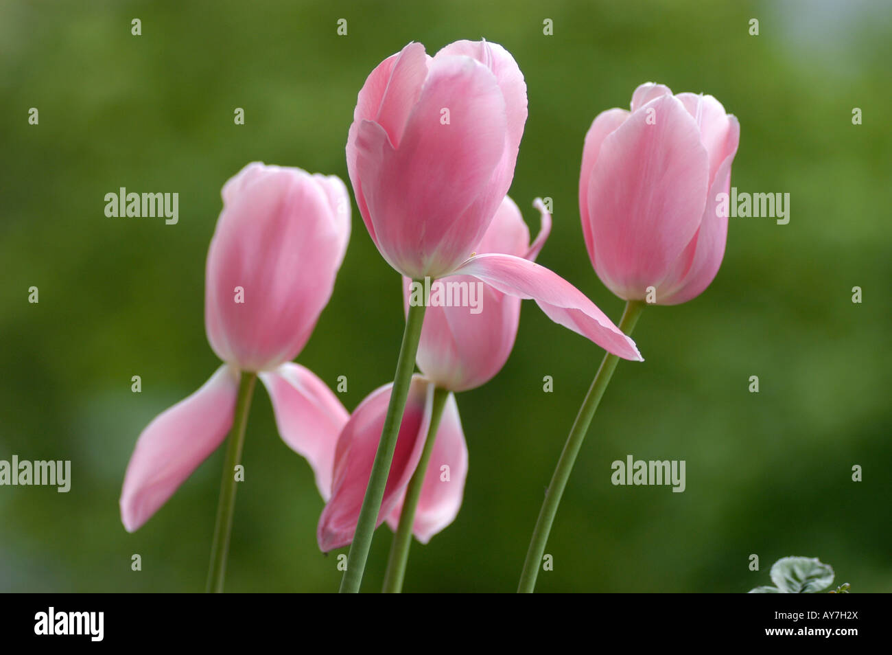 Tulips in the garden Stock Photo - Alamy