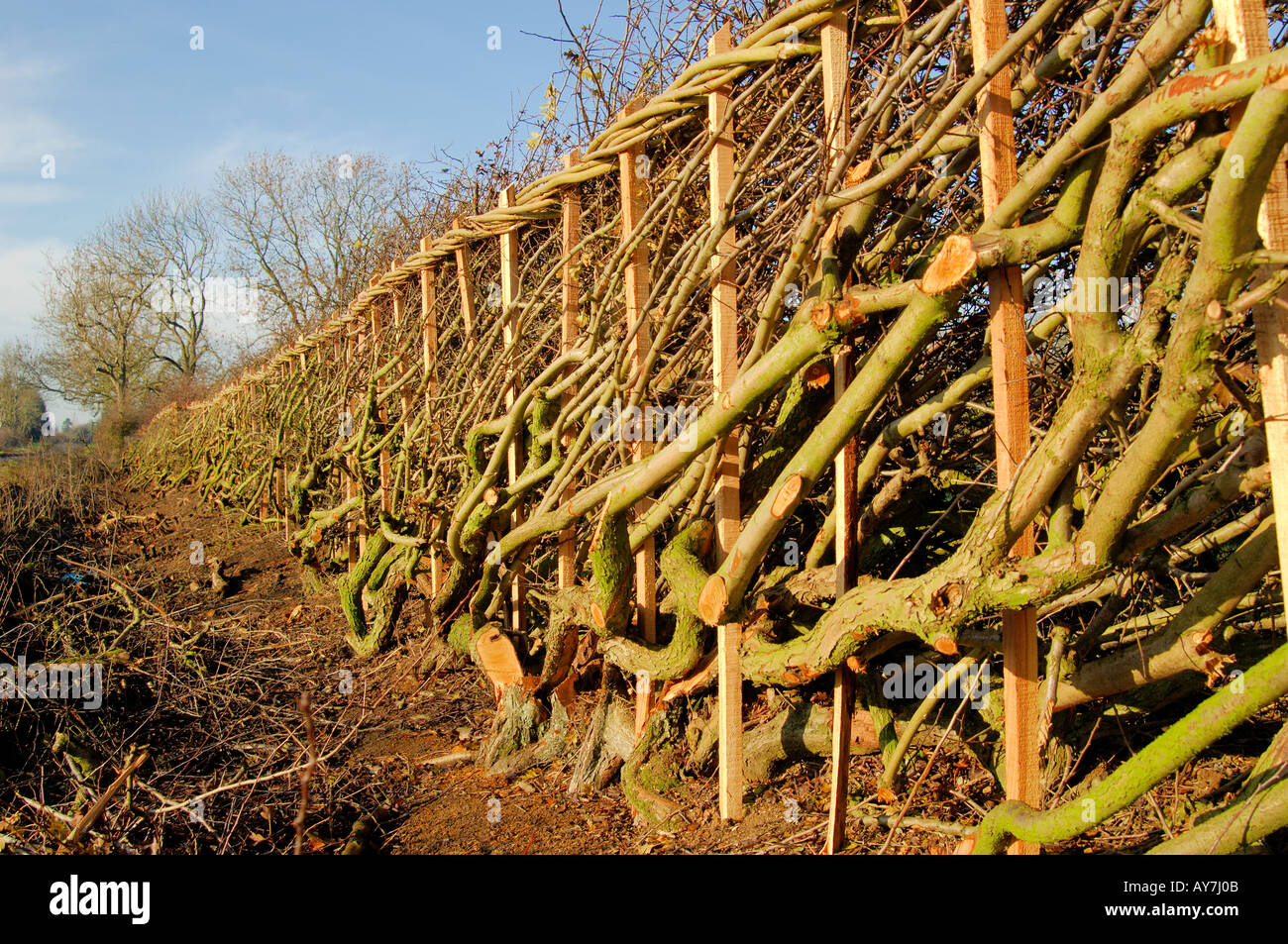 Winter Hedge Layering Stock Photo Alamy