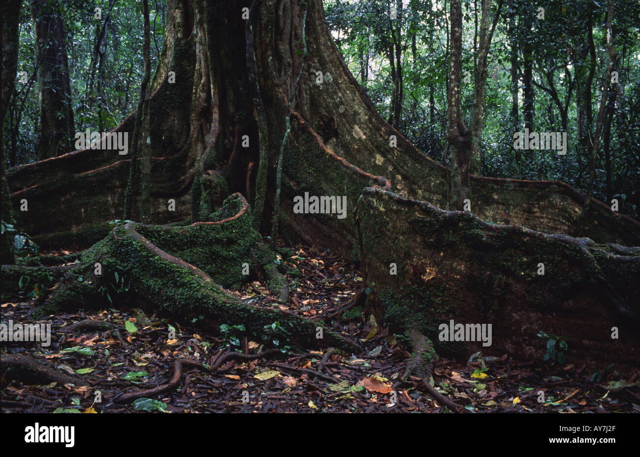 The buttress roots of a fig tree, Kakamega  forest, Kenya. Stock Photo