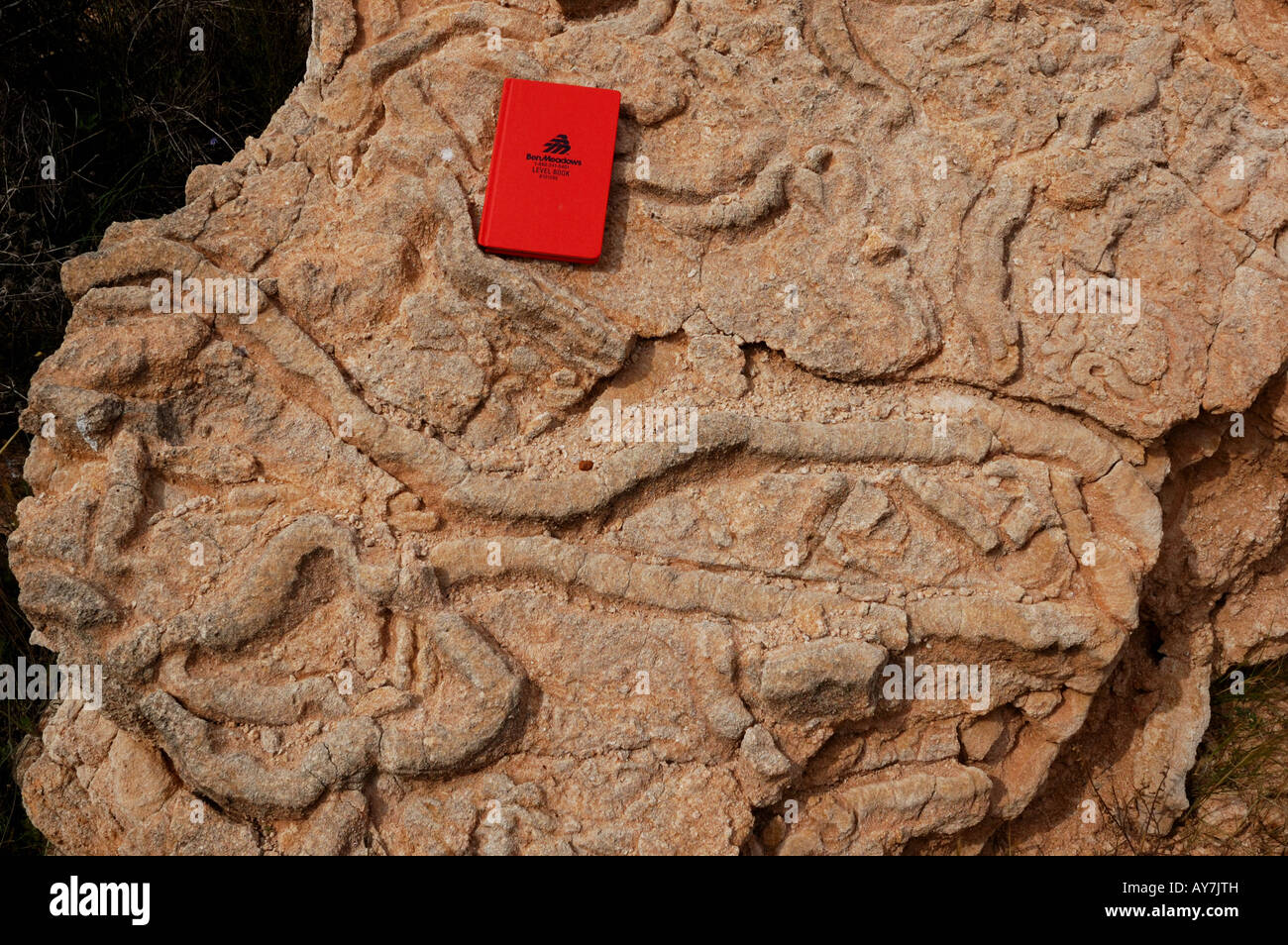 Trace fossils on the surface of a carbonate slab. Southern Spain. Stock Photo