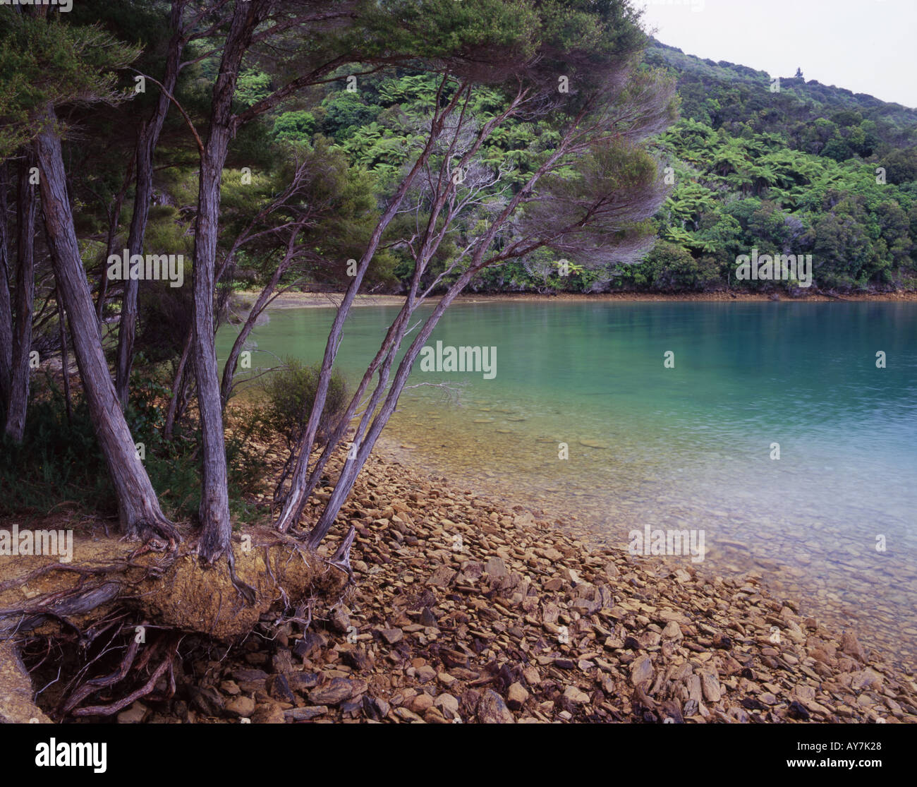 Camp Bay in Endeavour Inlet Queen Charlotte Sound South Island New Zealand Stock Photo Alamy