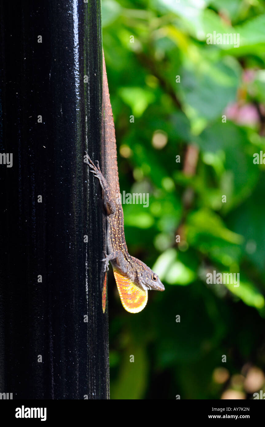 Lizard, Brown, Anole, Tropical, Flare, Throat, Pole, Black, Reptile, Sunning. Stock Photo