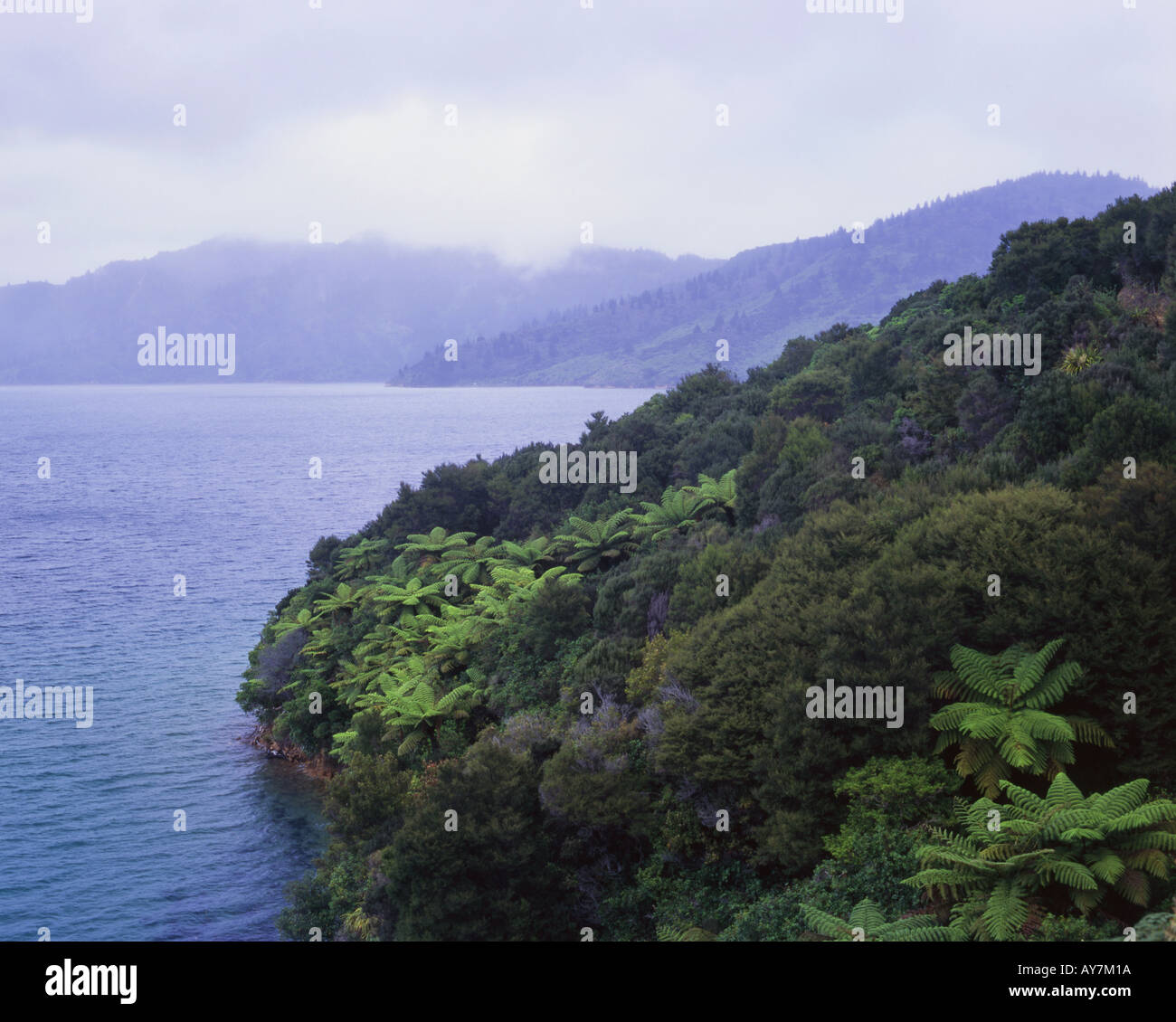 Regenerating Native Bush in Endeavour inlet Queen Charlotte Sound South ...