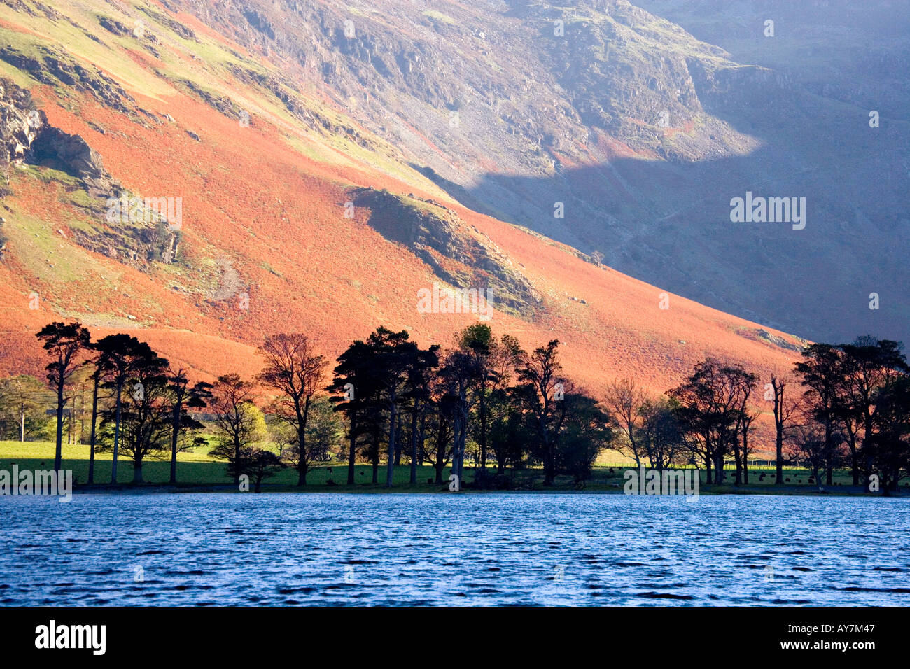 Silhouetted trees at the southern end of Buttermere, Lake District, Cumbria with the slopes of Fleetwith Pike in the background. Stock Photo
