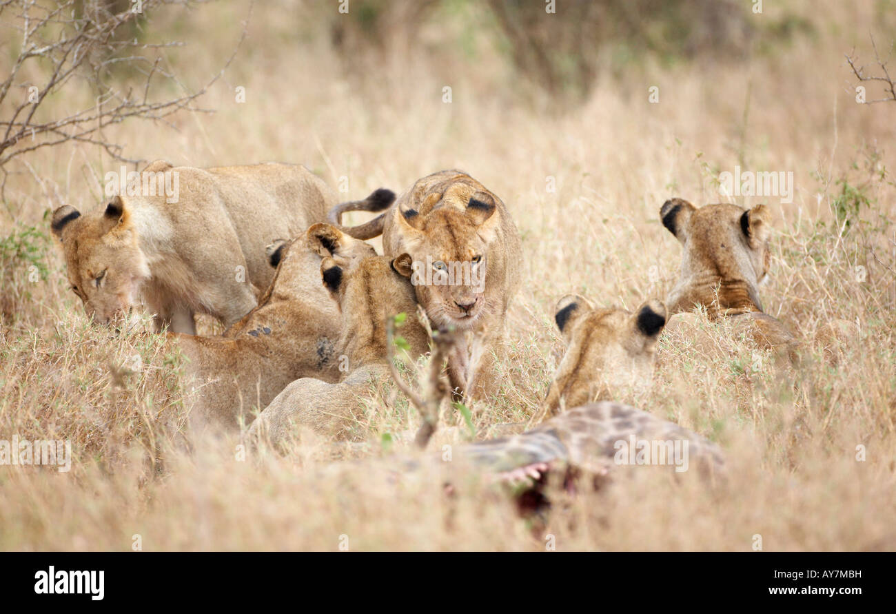 Pride of Lions (Panthera leo) on a Giraffe kill Stock Photo - Alamy