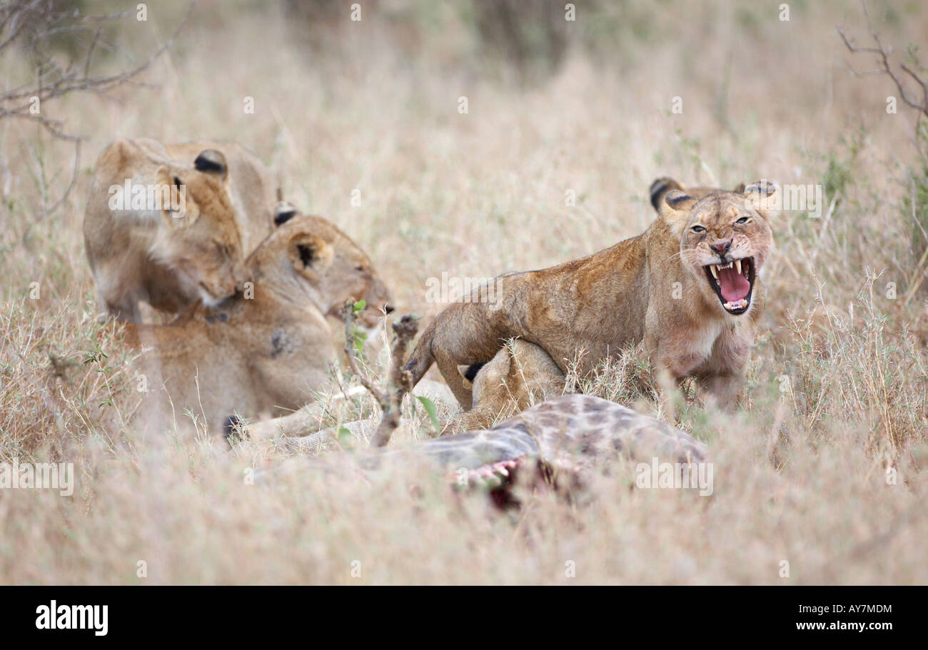 Pride of Lions (Panthera leo) on a Giraffe kill Stock Photo - Alamy