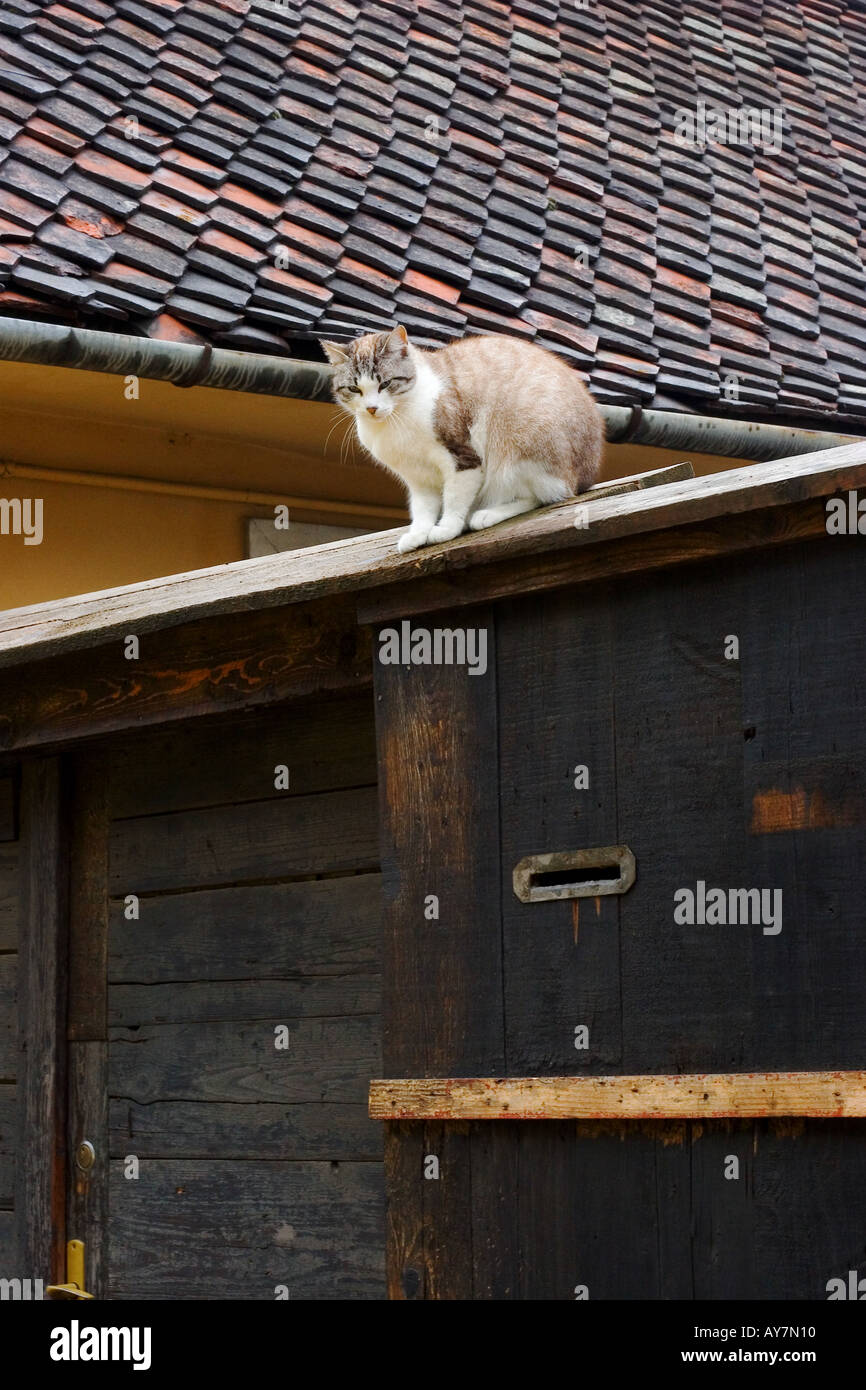 Garage cat hires stock photography and images Alamy